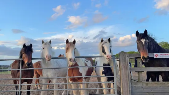 Redwings Horse Sanctuary - Ada Cole