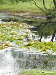 Hatchet Pond near Beaulieu