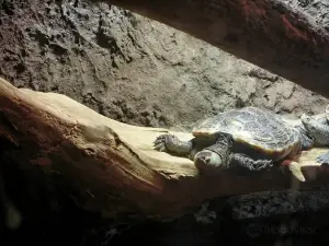 アトランティック・シティ水族館