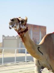 Al Shahaniya Racetrack