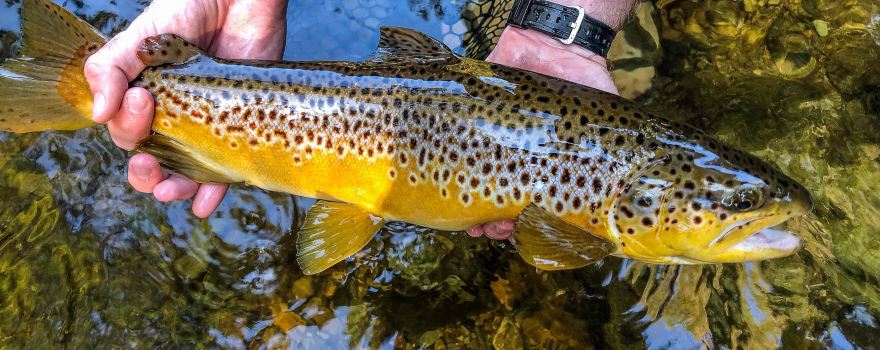 Freestone River Anglers