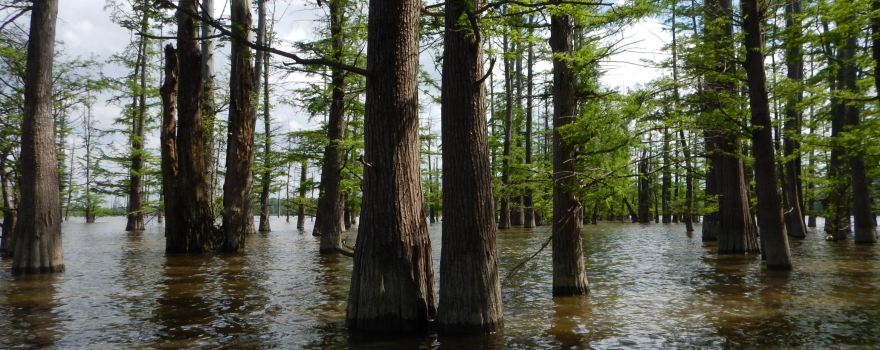 Hovey Lake Fish and Wildlife Area