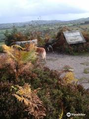 Nercwys Forest