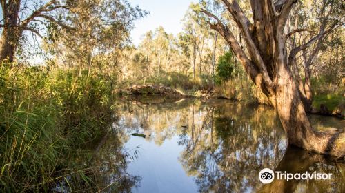 Wonga Wetlands