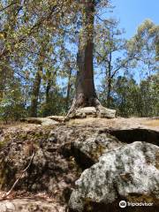 Tree In The Rock