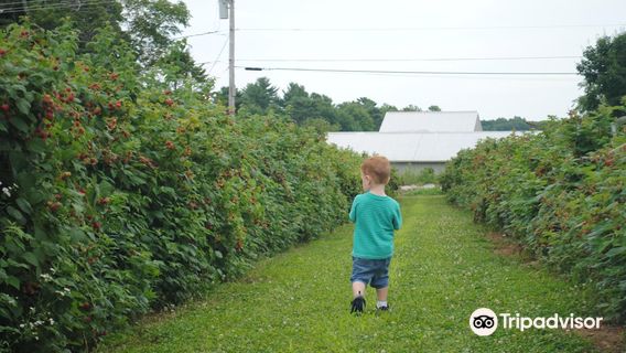Dondero Orchards