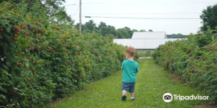 Dondero Orchards