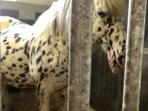 ヴァルディング動物園