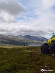 Musk Ox Safari