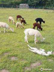 Stubbs Farm Alpacas