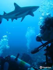 Topdive Moorea