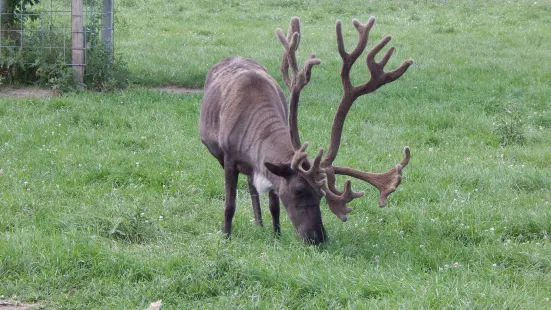 Summerfield Zoo