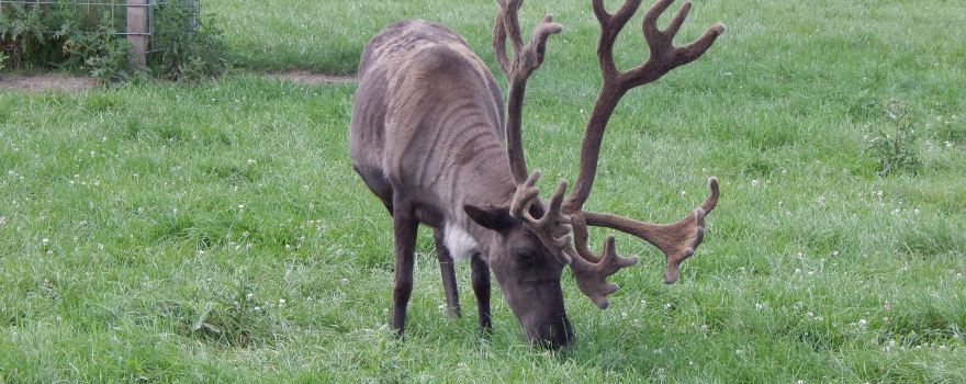 Summerfield Zoo