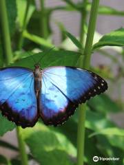 The Butterfly - Butterfly Land