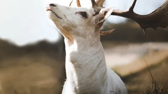 ラインベレン GmbH動物園