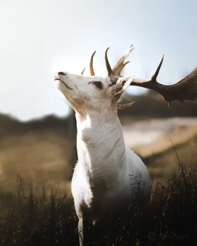 Hotels in Rheinbollen