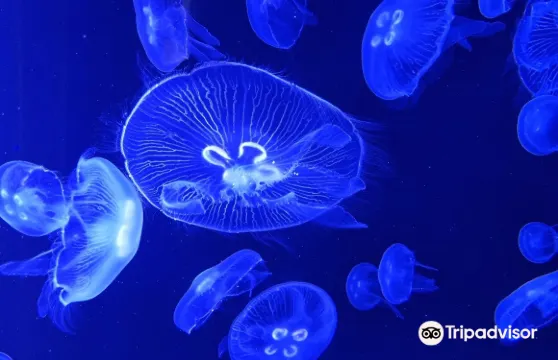 Atlantis Aquarium Madrid門票長者