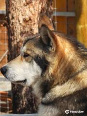 Sled Dog Demonstration