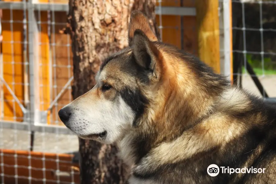 Denali Sled Dog Kennels