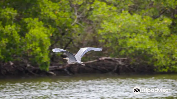 Pure Florida Tickets Opening - 0ww1x12000agctwy987B8 C 670 376 Q70.webp