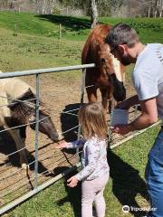 Mill Creek Bird & Animal Encounters