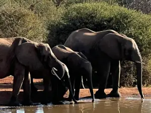 Madikwe Game Reserve