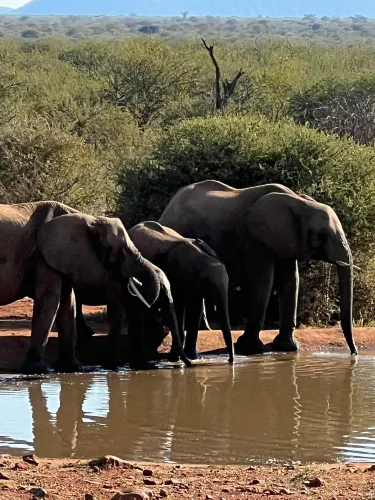 Madikwe Game Reserve