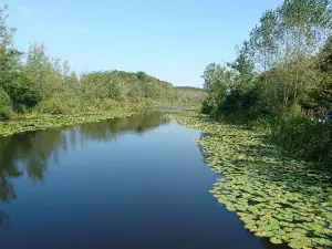 Acarlar Floodplain Forest
