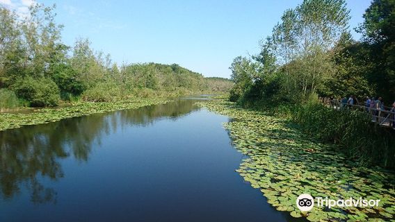 Acarlar Floodplain Forest