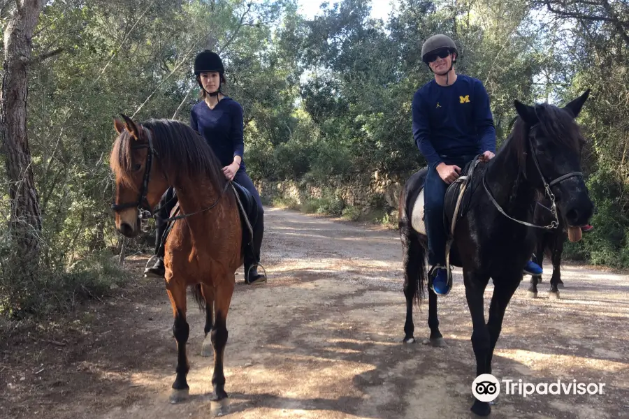 Mallorca Horses