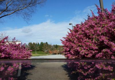 Golf Cart Paths