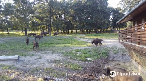 Topolcianky Bison Park