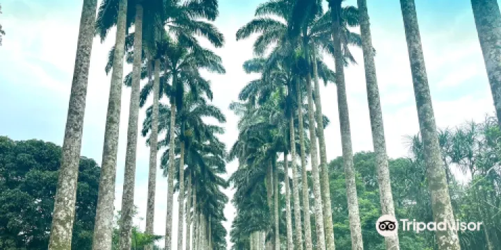 Aburi Botanical Gardens & Park | TortoisePath.com