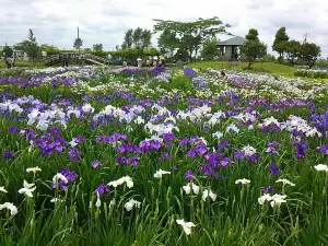 水郷佐原あやめパーク
