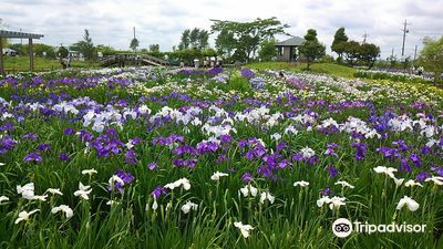 Suigo Sawara Ayame Park