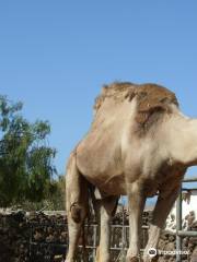 Camel Park