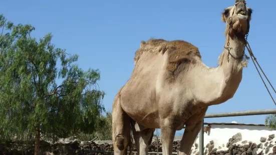 Camel Park