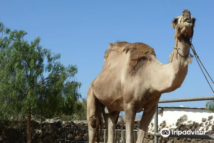 Camel Park