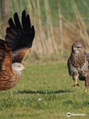 The Red Kite Feeding Station (cash only) (closed January until 3rd February )