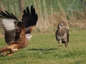 The Red Kite Feeding Station