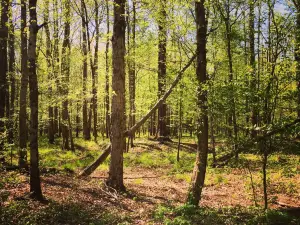 Mousetail Landing State Park