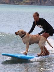 WOW Surf School Gisborne