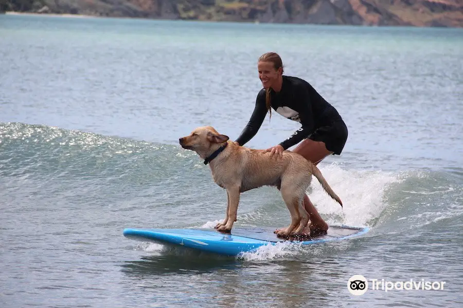 WOW Surf School Gisborne