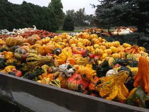 Johnson's Pumpkin Farm