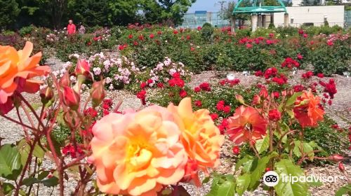 Haboro Rose Garden