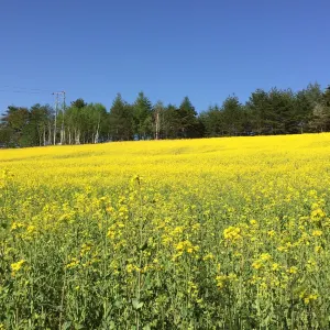 中山高原