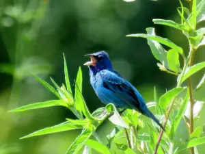 Middle Creek Wildlife Management Area