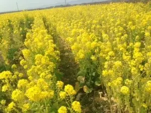 笠岡灣幹拓地の花