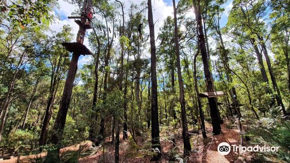 Treetops Adventure Dwellingup