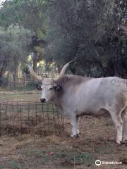 Fattoria del Marruchetone